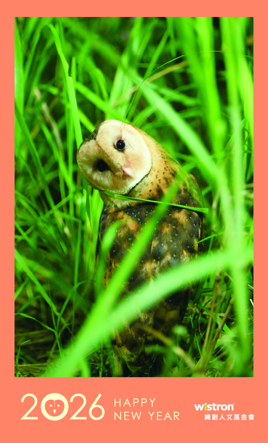 「The Eastern Grass Owl_A