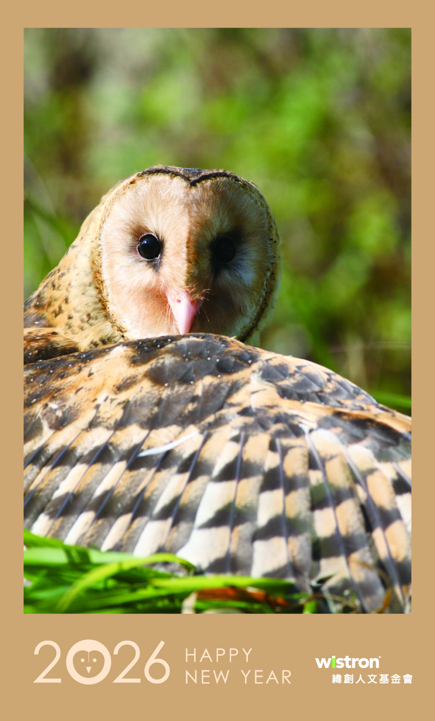 The Eastern Grass Owl_B