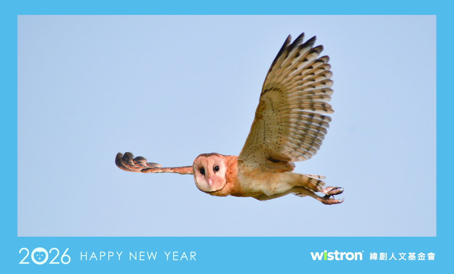 The Eastern Grass Owl_C